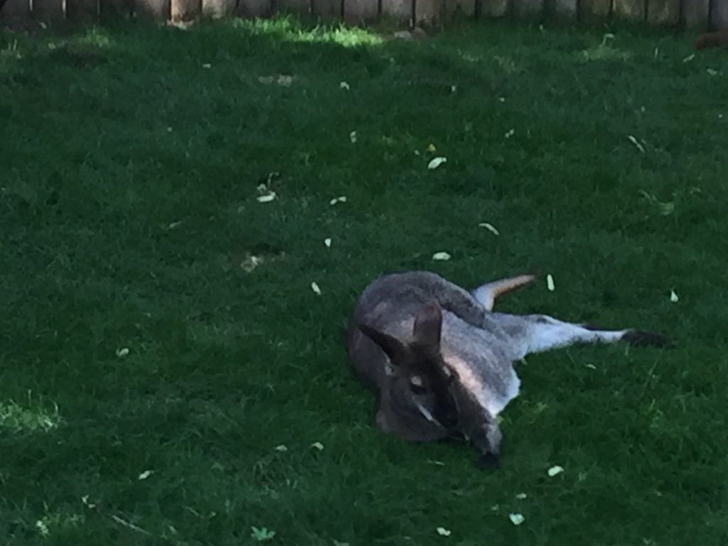 Loved this Kangaroo who was just 'chilling' in the heat 