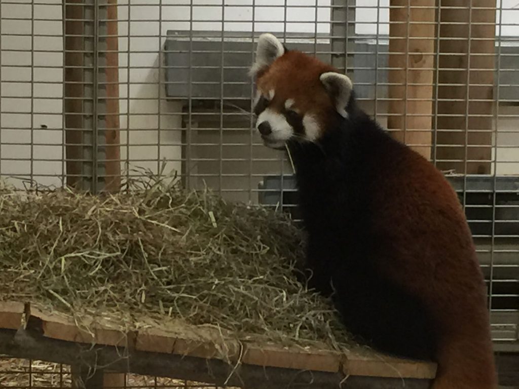 This Red Panda was too cute...