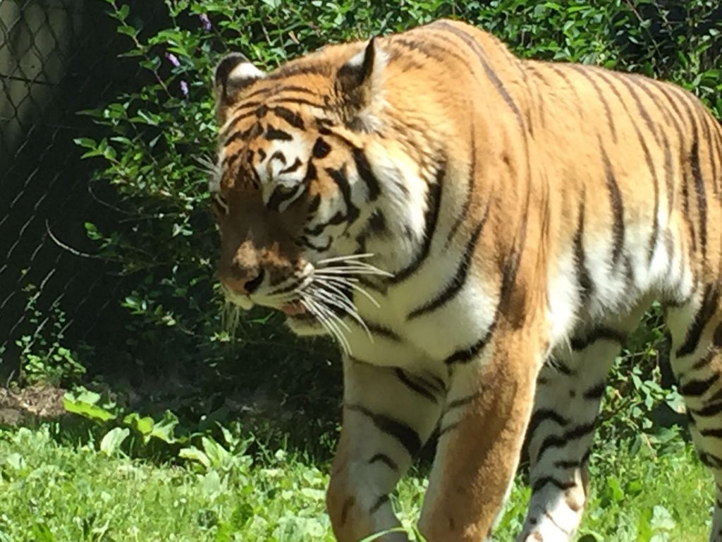 Up close & personal (through the glass!) with this beautiful Tiger