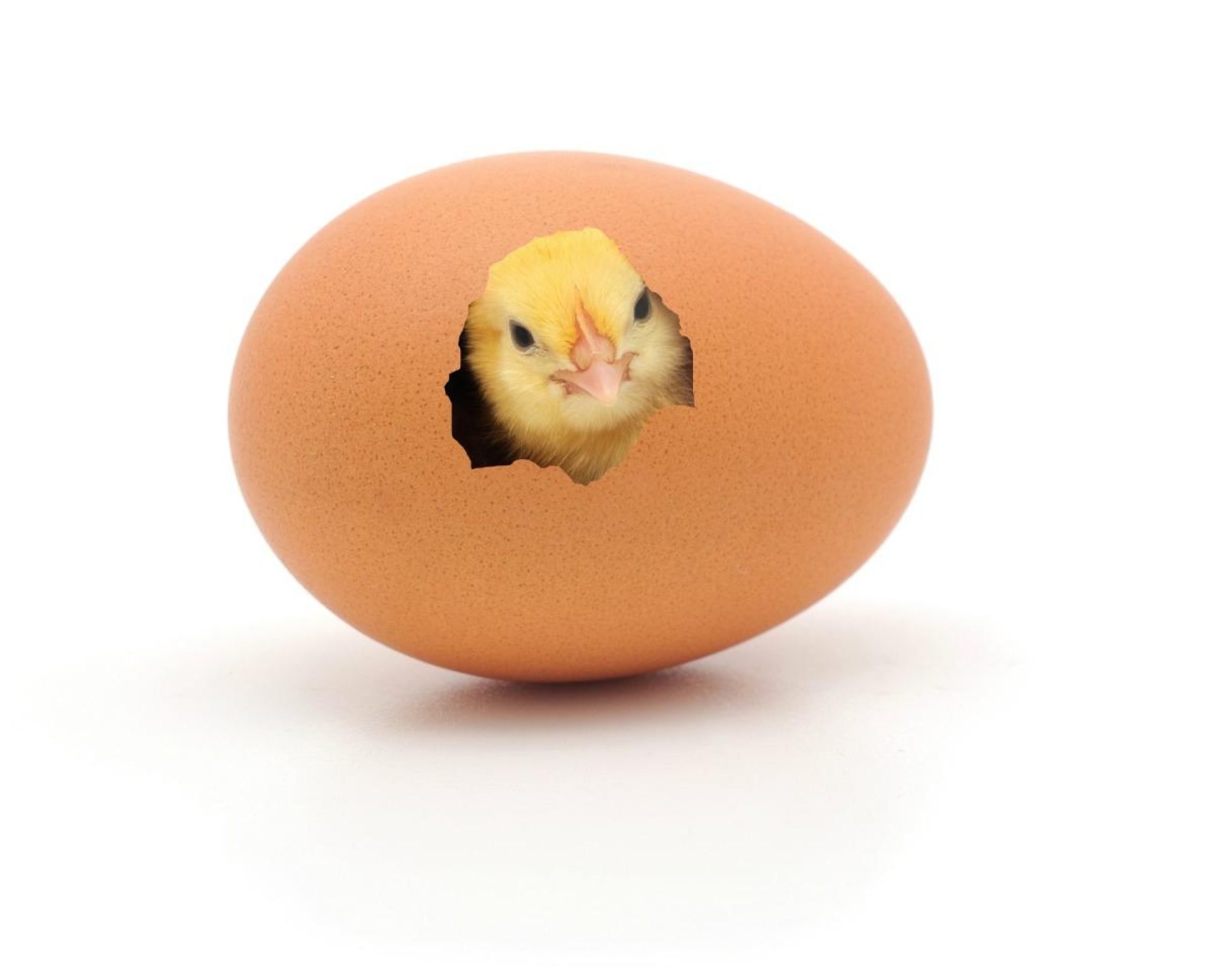 Chicken coming out of a brown egg