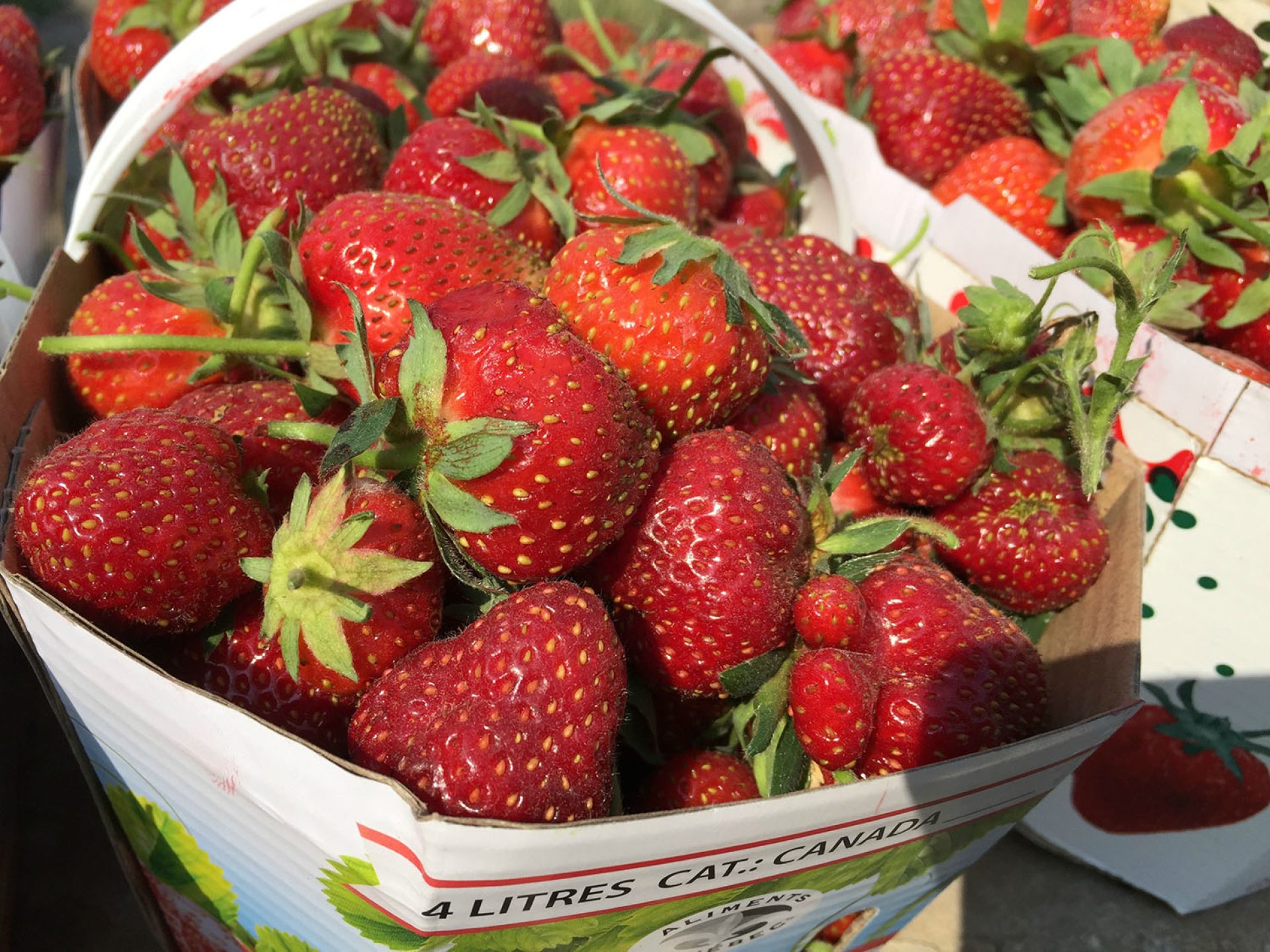 Strawberry basket 2016